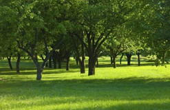 森林公园负氧离子休闲保健功能