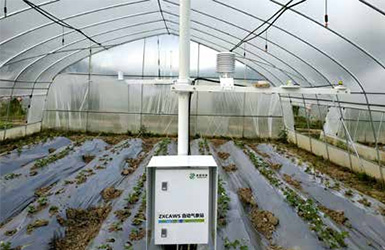ZXCAWS700温室小气候监测站——精准管理农业生产的智慧选择